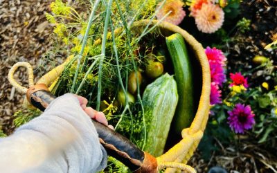 Live & Learn: 12 Basic Design Principles of Permaculture