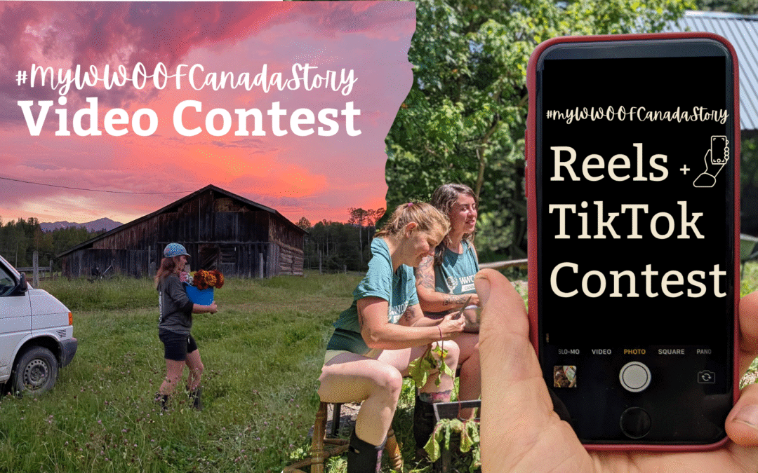 Reel/TikTok Contest Results: Our Finalists and the Winning video!